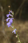 Southern lobelia